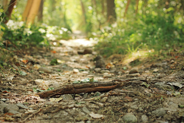 Camino en el campo