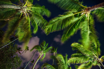Coconut palm trees perspective view and night sky