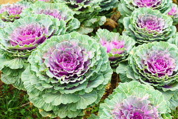 purple green ornamental cabbage close up