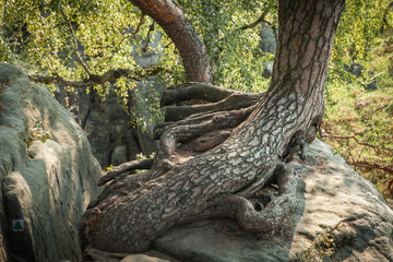 The rock mass in the Czech natural paradise awaits tourists in t