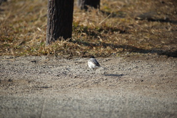 ハクセキレイ ( 白鶺鴒 / Japanese Pied Wagtail )