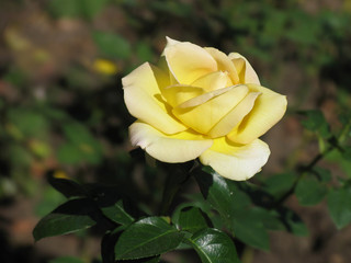Beautiful single yellow rose blossom in summer sunlight