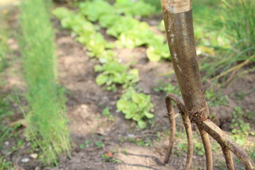 Pitchfork in the vegetable patch