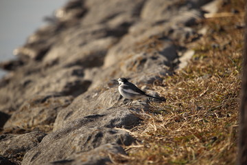 ハクセキレイ ( 白鶺鴒 / Japanese Pied Wagtail )