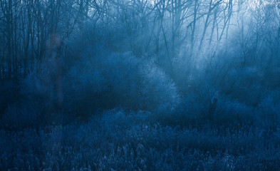Frosty winter morning forest, rays of sun light from above. 