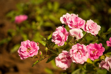 Pink roses
