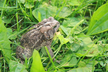 Toad in Grass