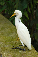 Big white heron (Ardea alba) in the park of birds in Kuala Lumpur