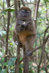 Lac Alaotra bamboo lemur 
