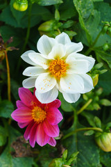 White delphinium flower in garden