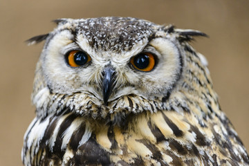A Great Horned Owl (Bubo virginianus) looking concerned.