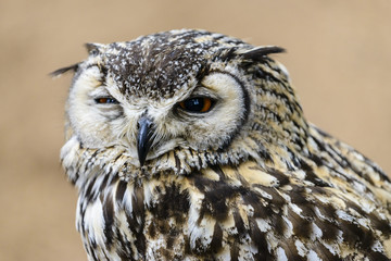 A Great Horned Owl (Bubo virginianus) looking concerned.