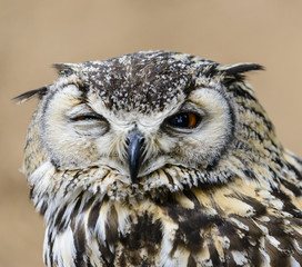 A Great Horned Owl (Bubo virginianus) looking concerned.