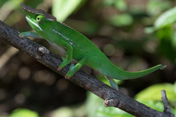 Chameleon in Madagascar