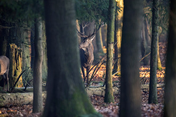 Forest with red deer stag standing between trees.