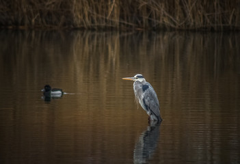 Fischreiher im See