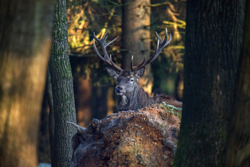 Red deer stag between trees in forest.