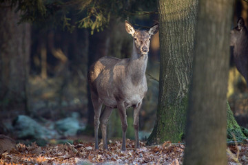 Red deer hind standing next to tree in forest.