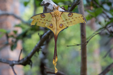 Naklejka premium Comet Moth from Madagascar