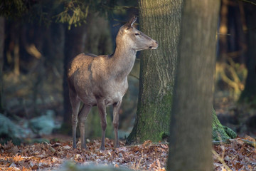 Red deer standing in sunlight in forest.