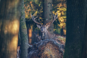 Red stag looking between trees in forest.
