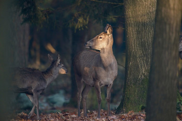 Red deer standing in sunlight in forest.