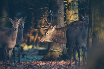 Profile of red stag in forest lit by sunlight.