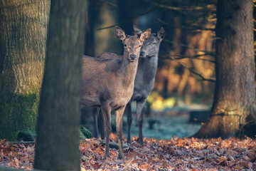 Two alert red deer in forest looking towards camera.