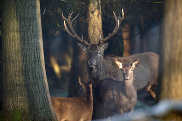 Red stag and female red deer in forest looking towards camera.