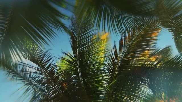 Abstract Palm tree Time Lapse footage