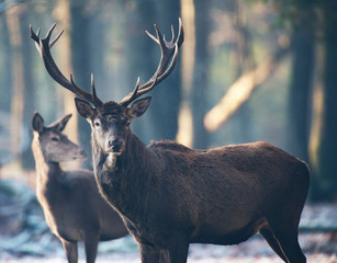 Naklejka na ściany i meble Red deer stag and hind in winter forest.