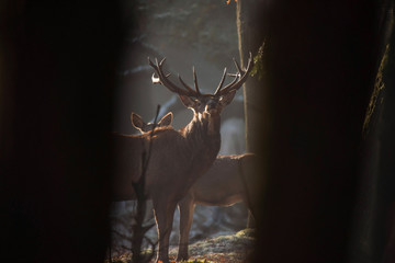 Red deer stag with nose upwards standing in forest.