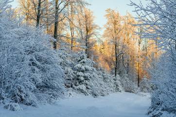 Winter Forest at late afternoon, Germany 