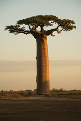 Baobab on Sunset