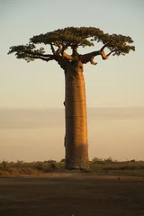 Fotobehang Baobab op zonsondergang © BIScalise