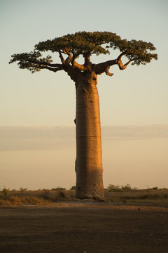 Baobab on Sunset