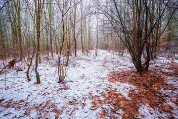 Dull and depressive winter forest landscape