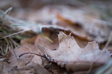 Dry and frosted leaf lying on ground