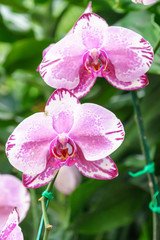 Fototapeta na wymiar White pink phalaenopsis orchid flower in garden