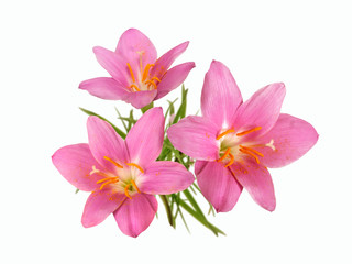 Fototapeta na wymiar a bouquet of pink primrose isolated