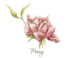 watercolor peony flower.This image can be used for postcards invitations flyers