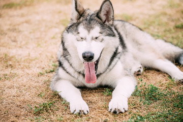 Close up portrait of young Happy 