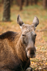 Close up of head of wild female moose, elk