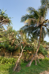 Fototapeta premium Palm trees, beach.