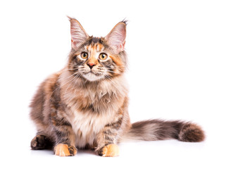 Portrait of domestic tortoiseshell Maine Coon kitten. Fluffy kitty isolated on white background. Adorable curious young cat looking away.