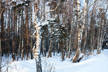 Fototapeta premium Fantastic winter landscape. Pine and birch forest glowing by sunlight. Trees covered with snow. 
