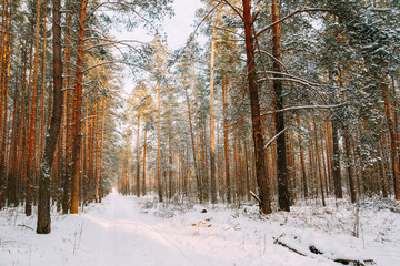 Snowy Path, Road, Way Or Pathway In Winter Forest