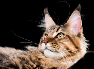 Portrait of domestic black tabby Maine Coon kitten. Fluffy kitty on black background. Extreme close-up studio shot beautiful curious young cat looking away.