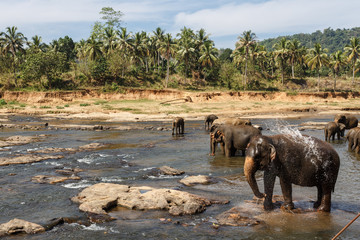 Elephants bathing in the river. - 132640974