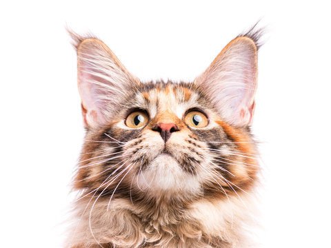 Fototapeta Portrait of domestic tortoiseshell Maine Coon kitten. Fluffy kitty isolated on white background. Close-up studio photo adorable curious young cat looking up.